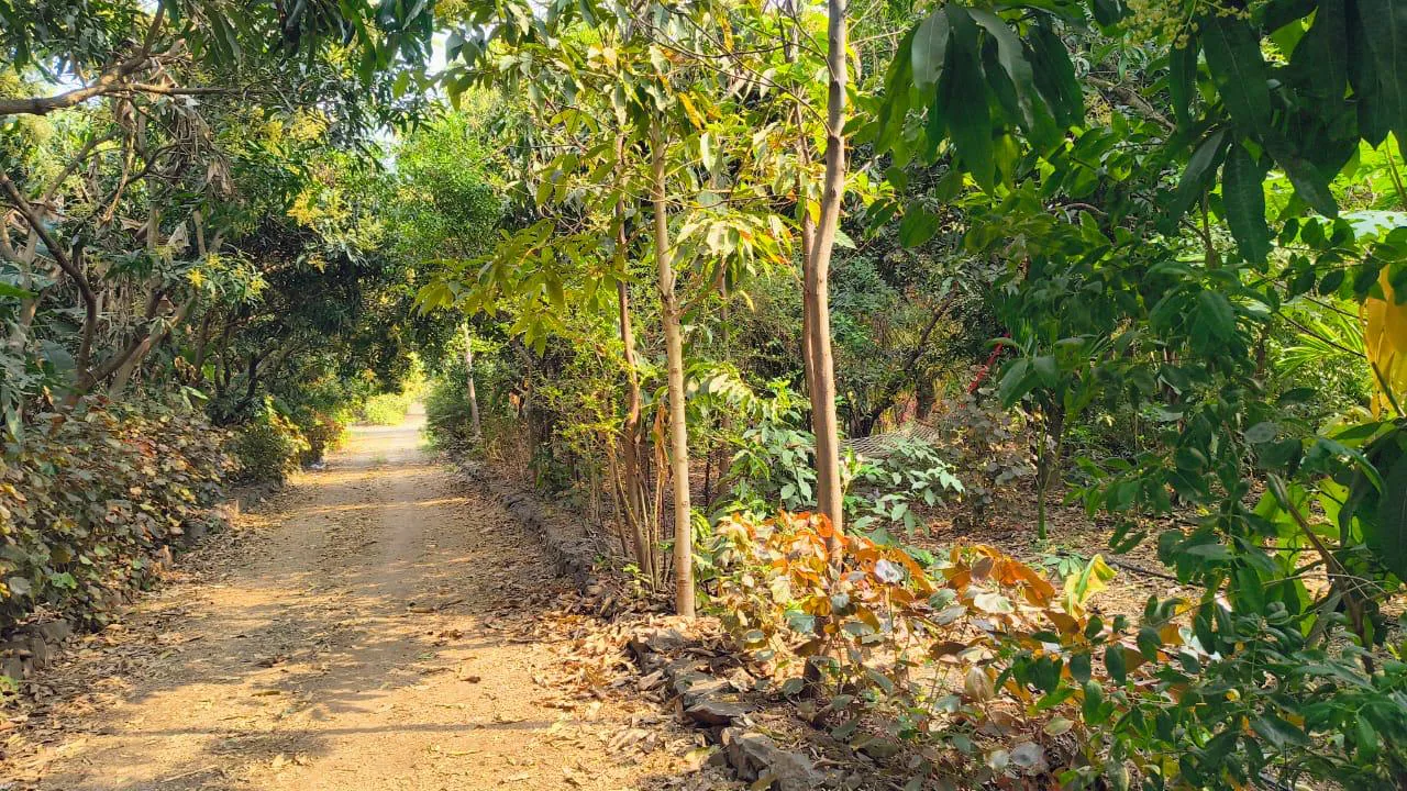 Forest path, Morpeace biodiversity planning project